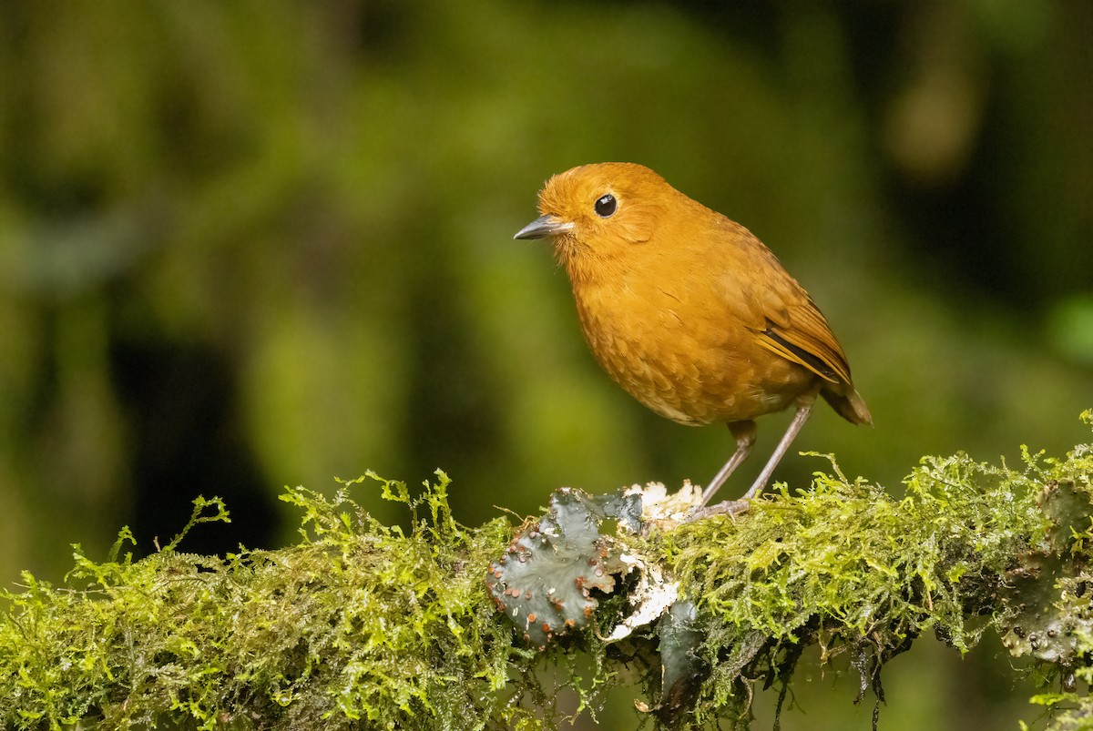 Grallaire d'Équateur - ML647517265