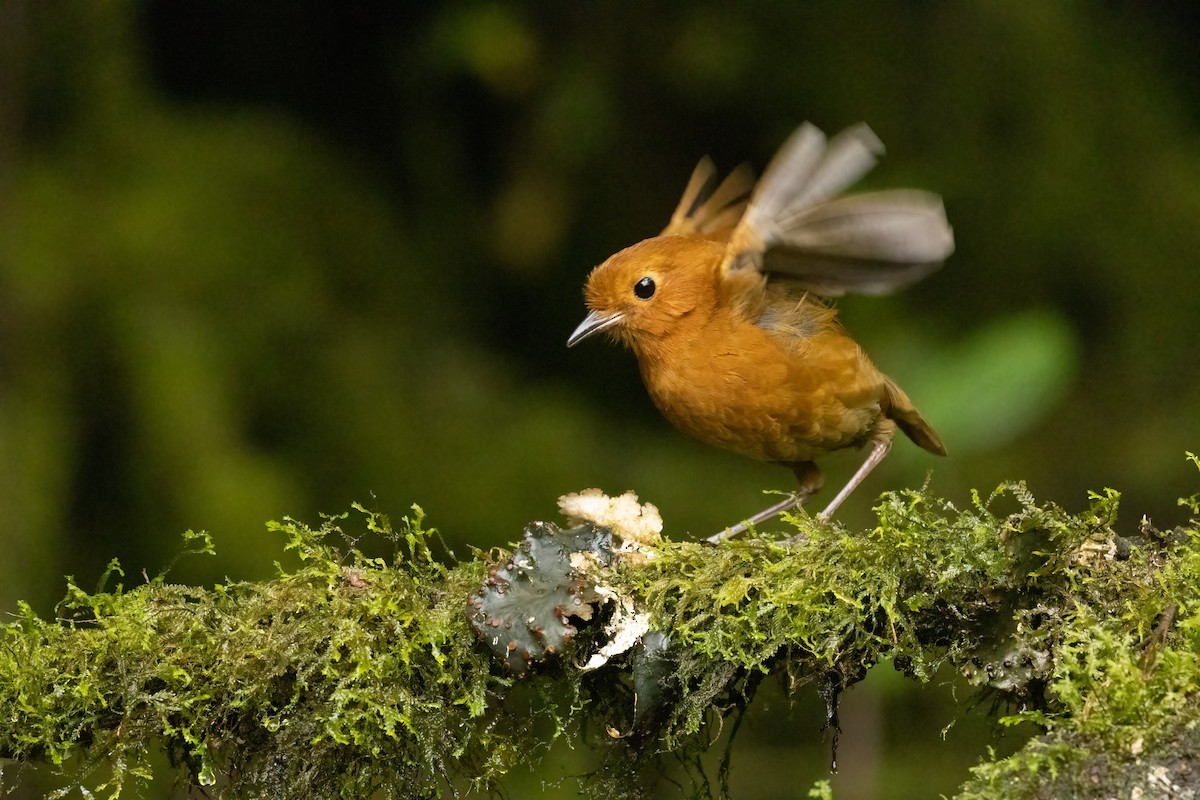 Grallaire d'Équateur - ML647517266