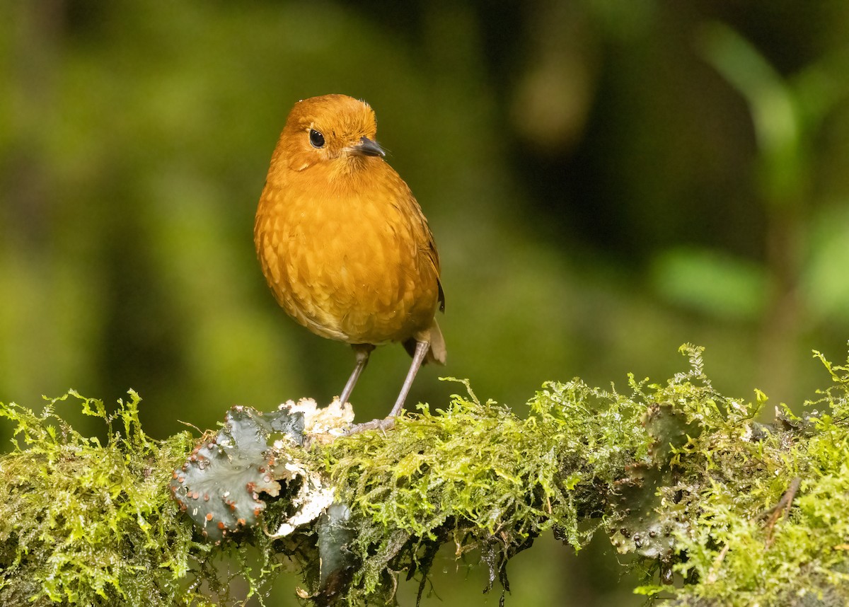 Grallaire d'Équateur - ML647517267