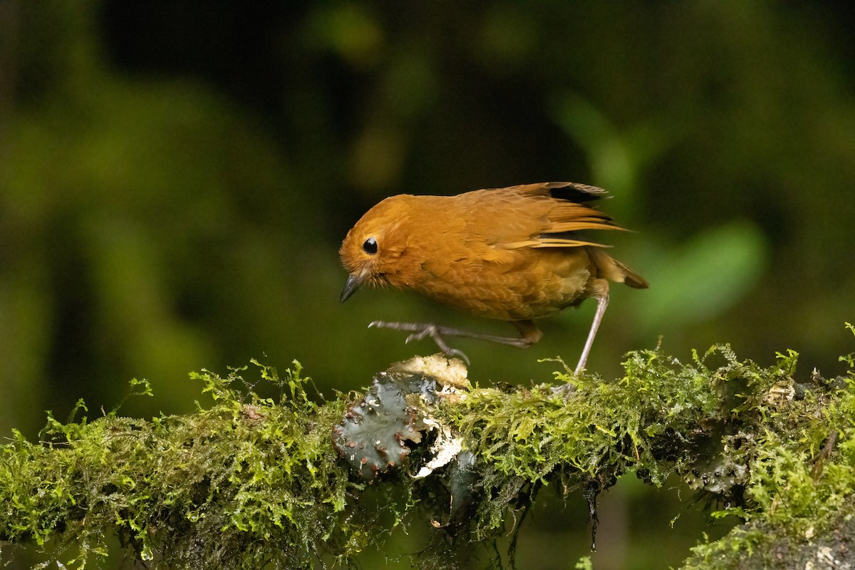 Grallaire d'Équateur - ML647517268