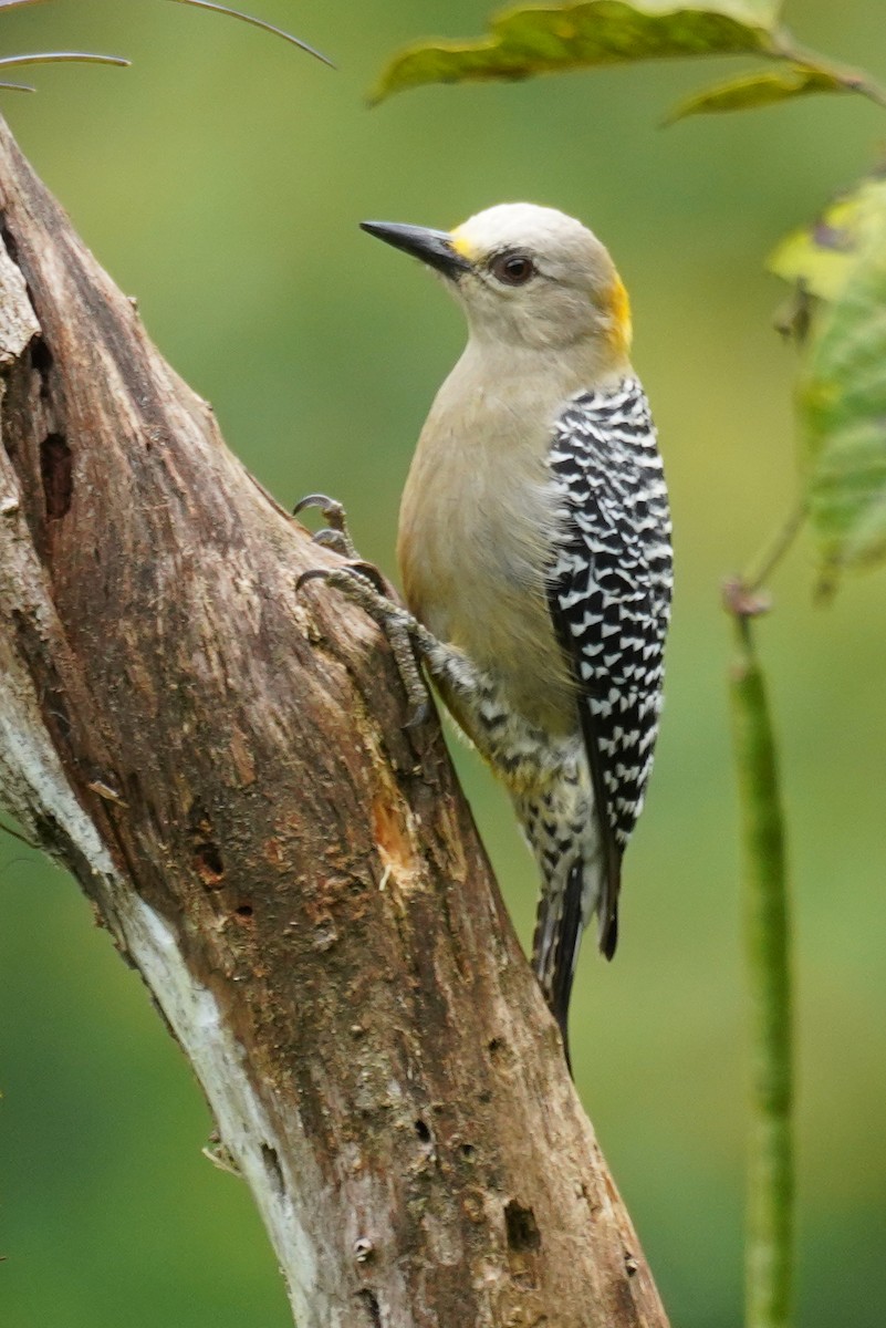 Pic de Hoffmann - ML647517269