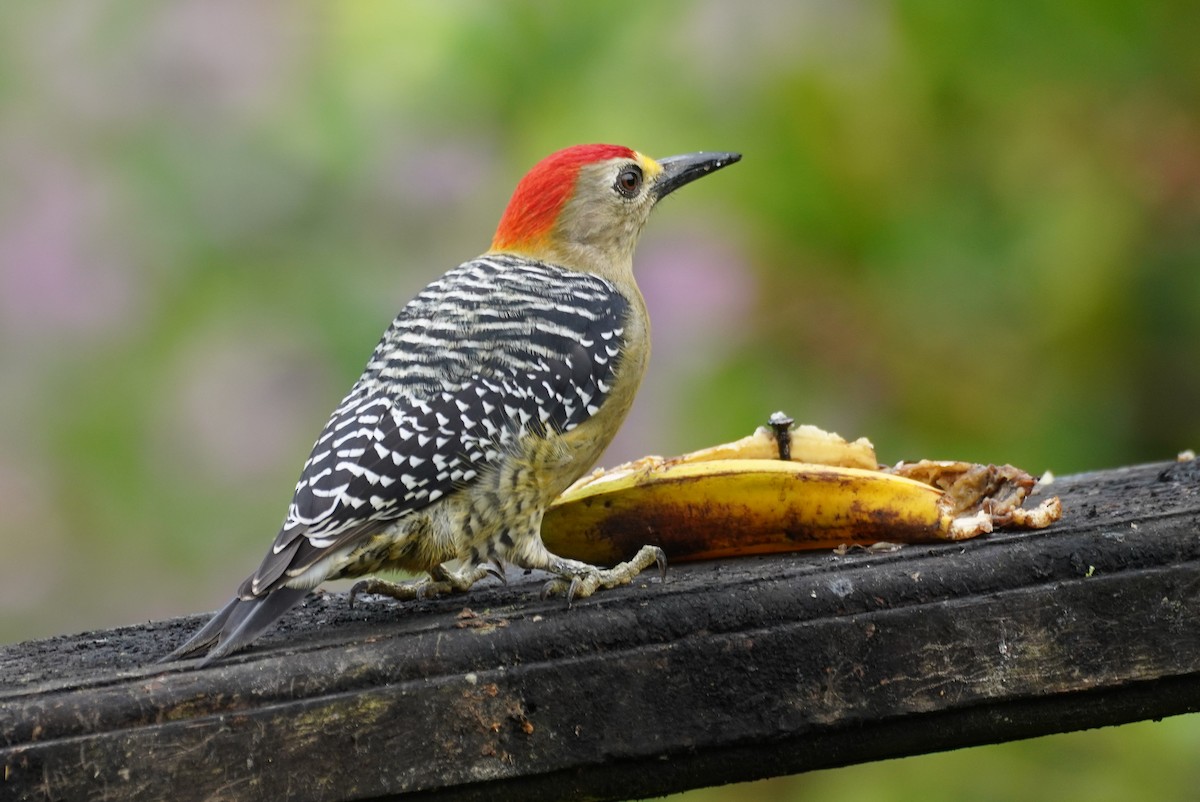 Pic de Hoffmann - ML647517273