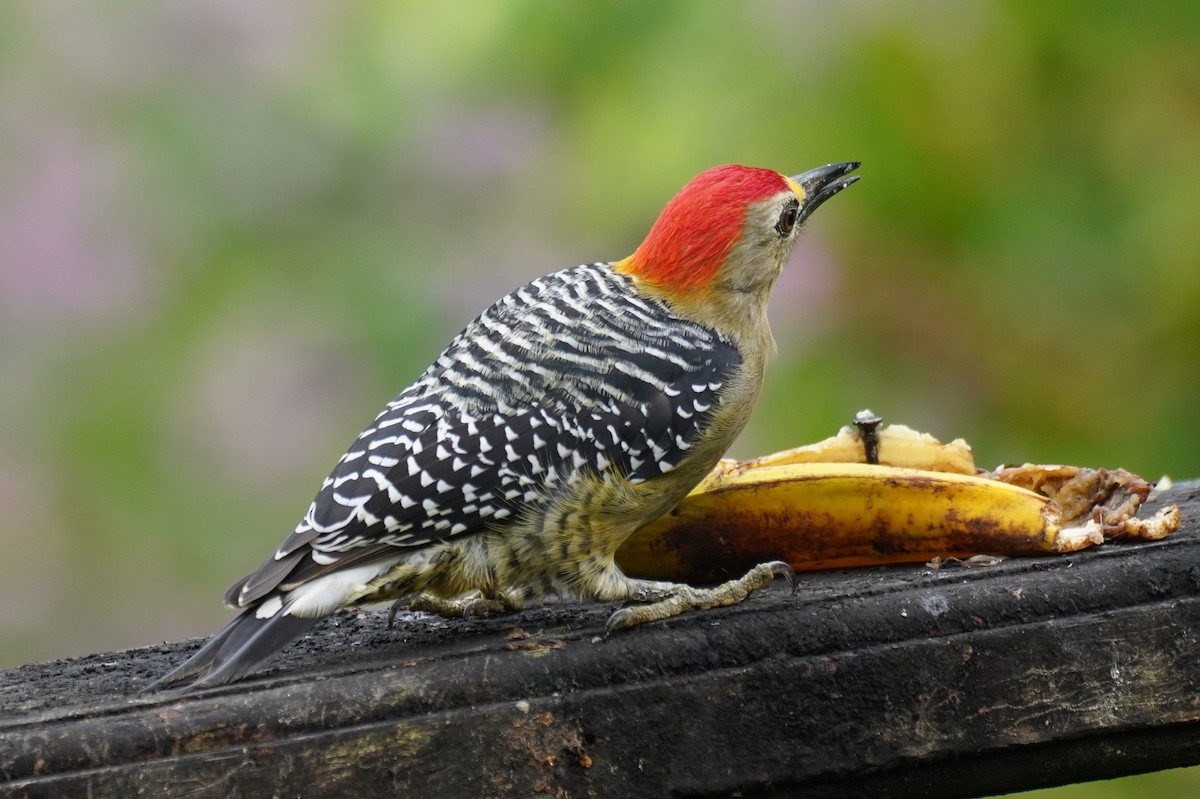 Pic de Hoffmann - ML647517274