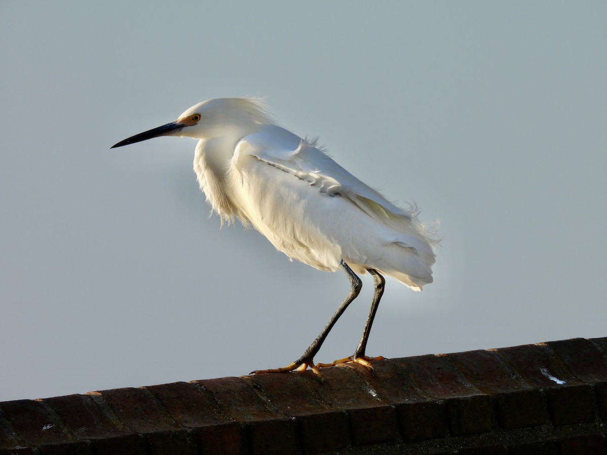 Aigrette neigeuse - ML647517278