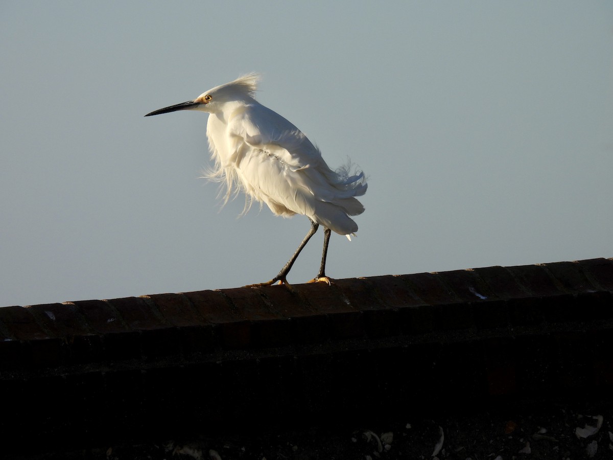 Aigrette neigeuse - ML647517279