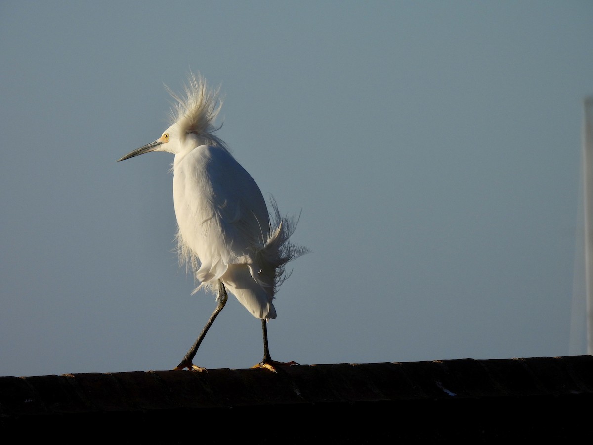 Aigrette neigeuse - ML647517280