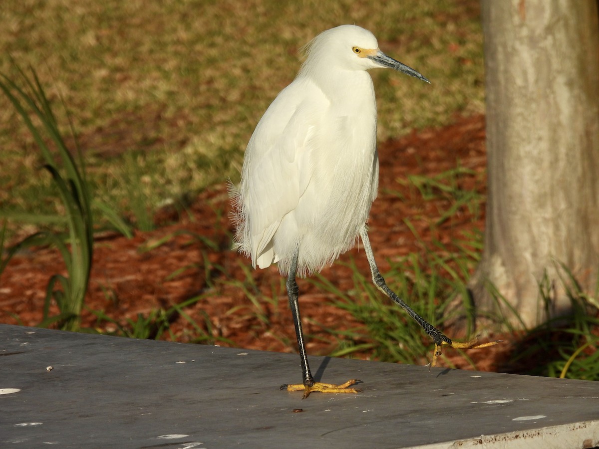 Aigrette neigeuse - ML647517283