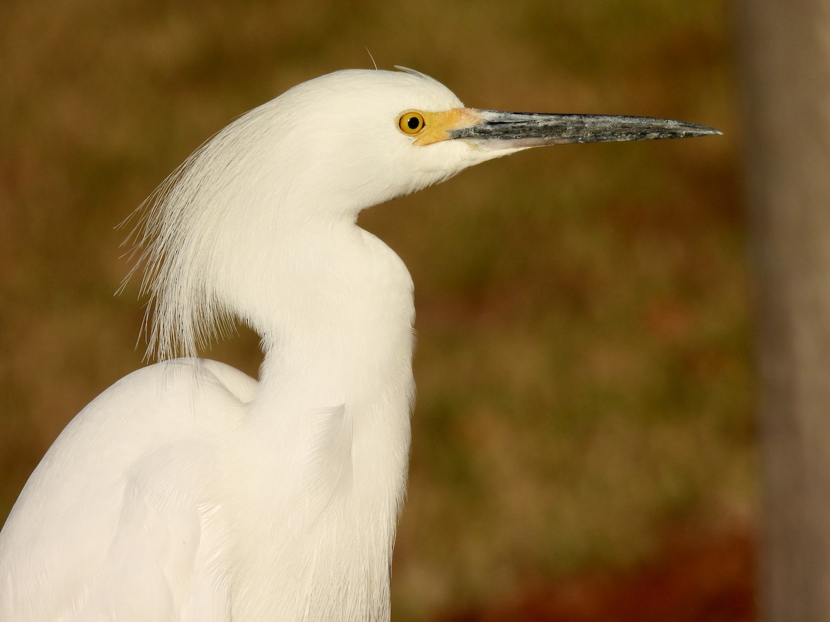 Aigrette neigeuse - ML647517284