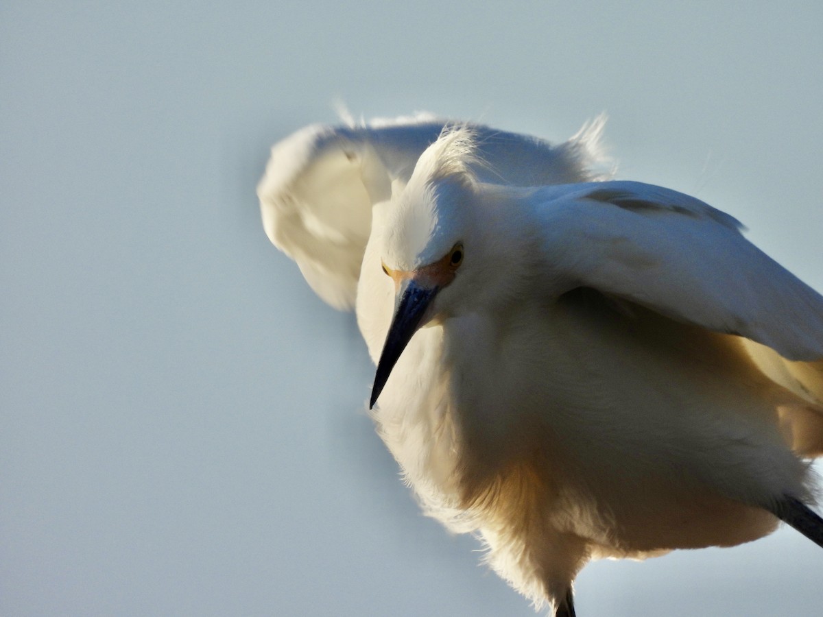 Aigrette neigeuse - ML647517286
