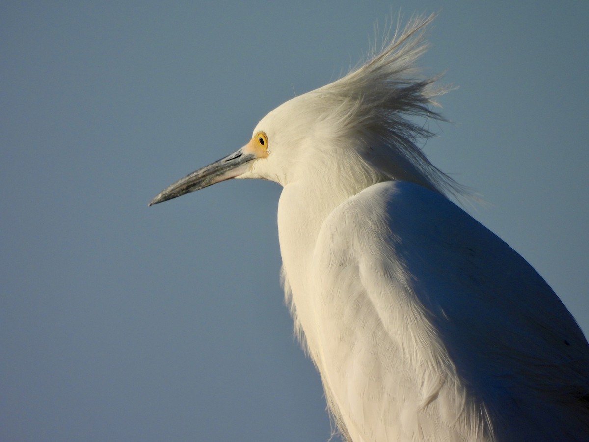 Aigrette neigeuse - ML647517288