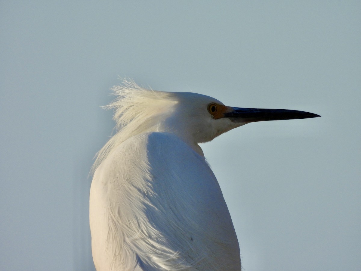 Aigrette neigeuse - ML647517289
