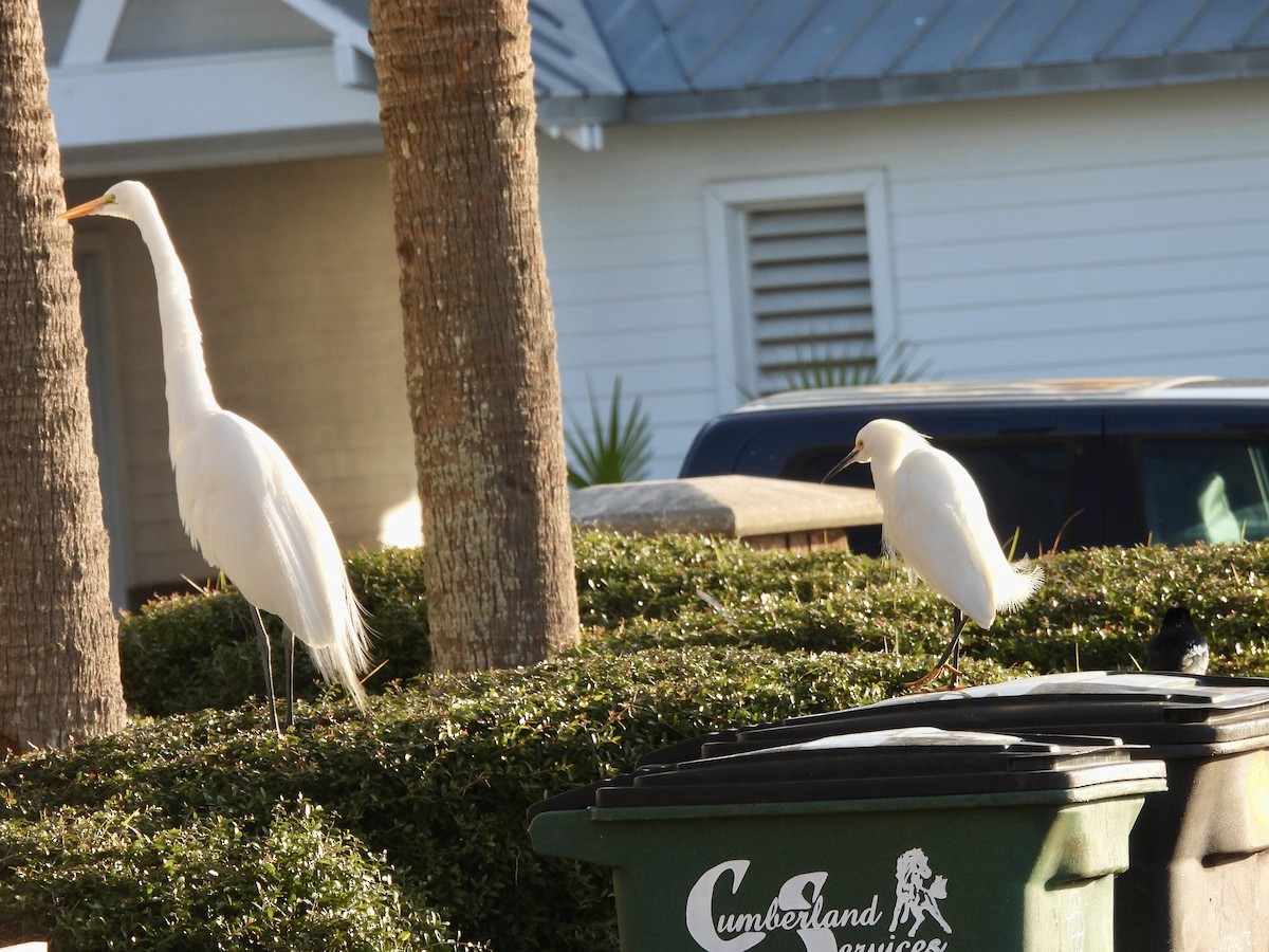 Aigrette neigeuse - ML647517290