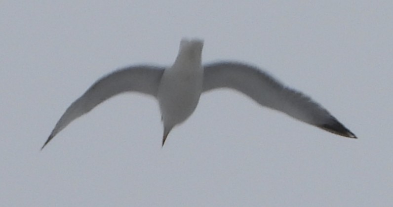 Goéland hudsonien - ML647517291