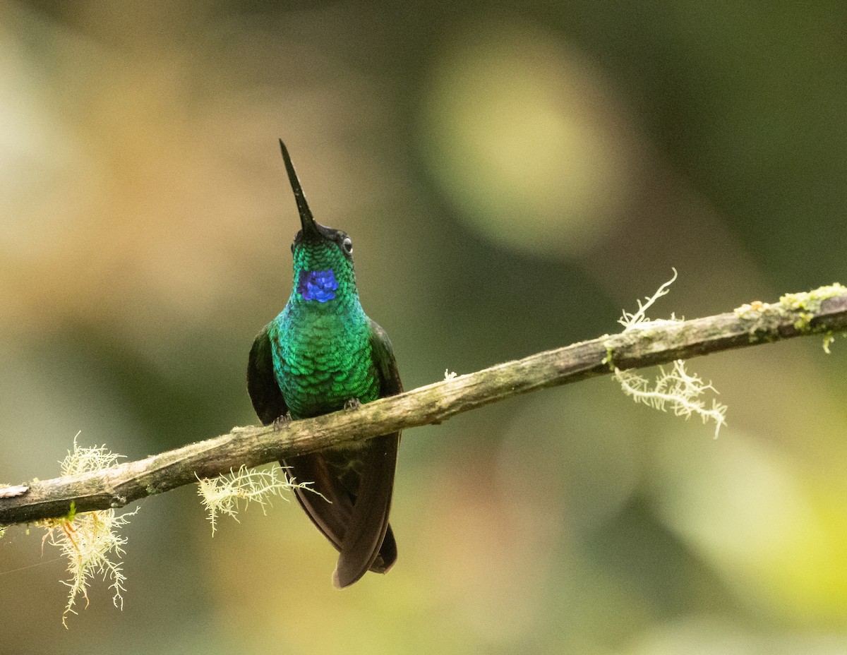 Inca à gemme bleue - ML647517292