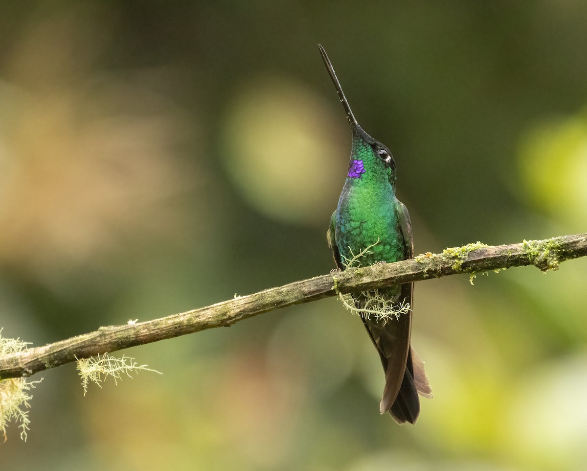 Inca à gemme bleue - ML647517293