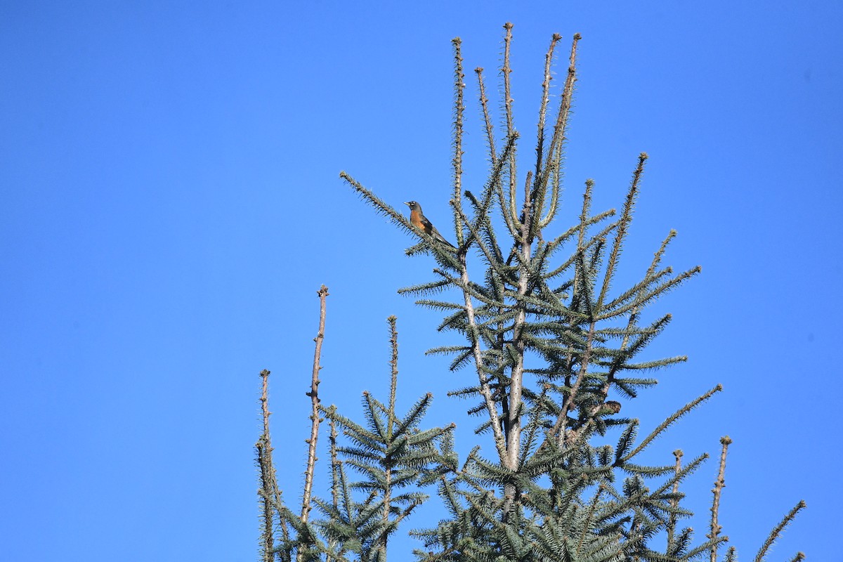 Merle d'Amérique - ML647517295