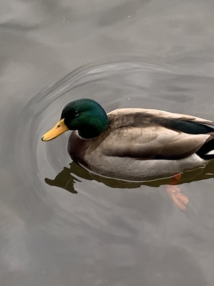 Canard colvert - ML647517296