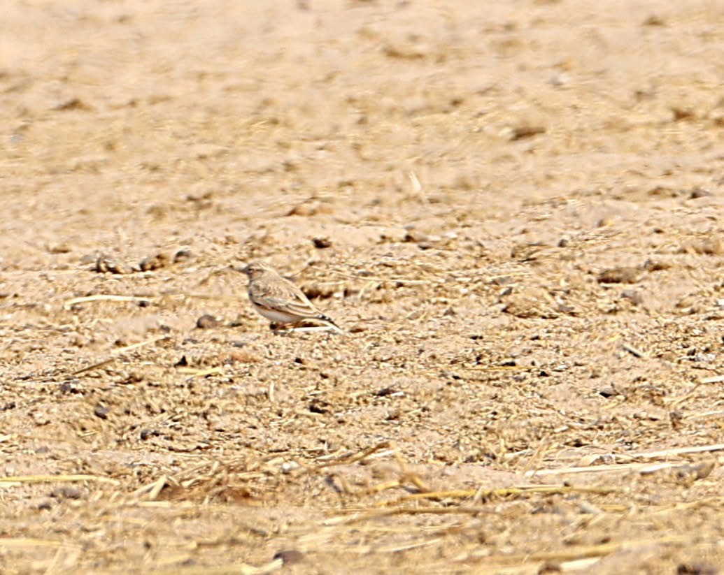 Turkestan Short-toed Lark - ML647517311