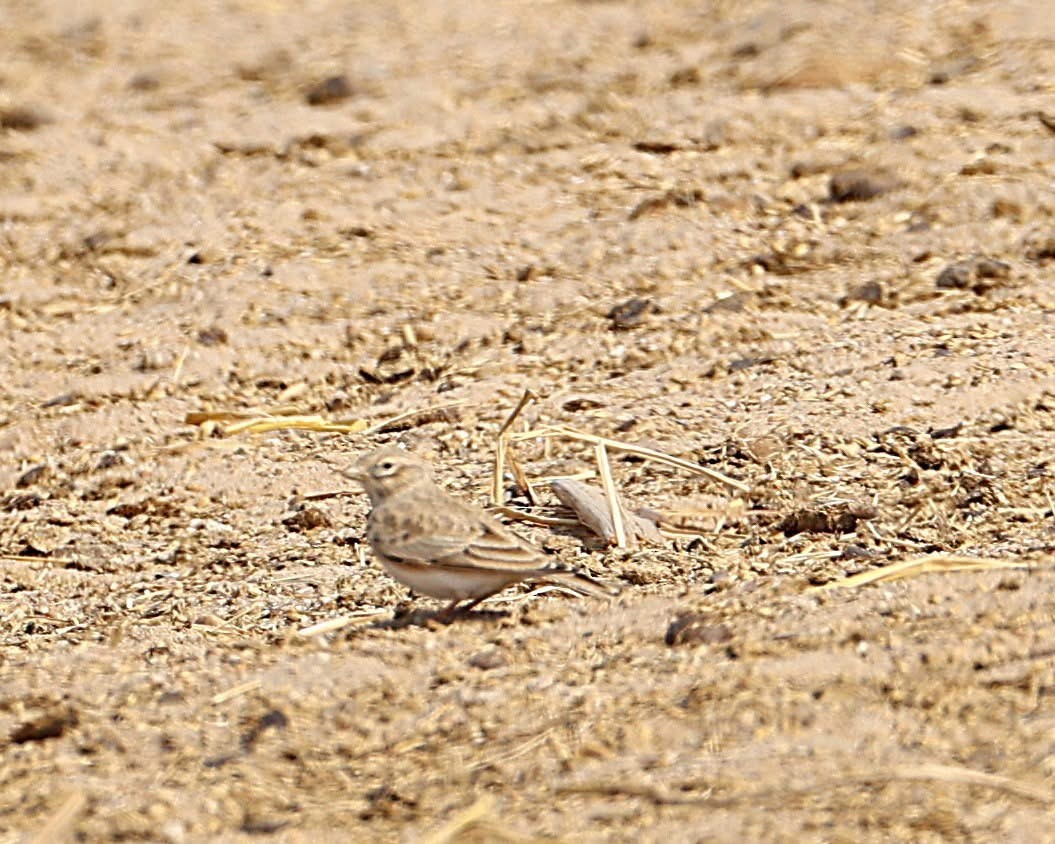 Turkestan Short-toed Lark - ML647517312
