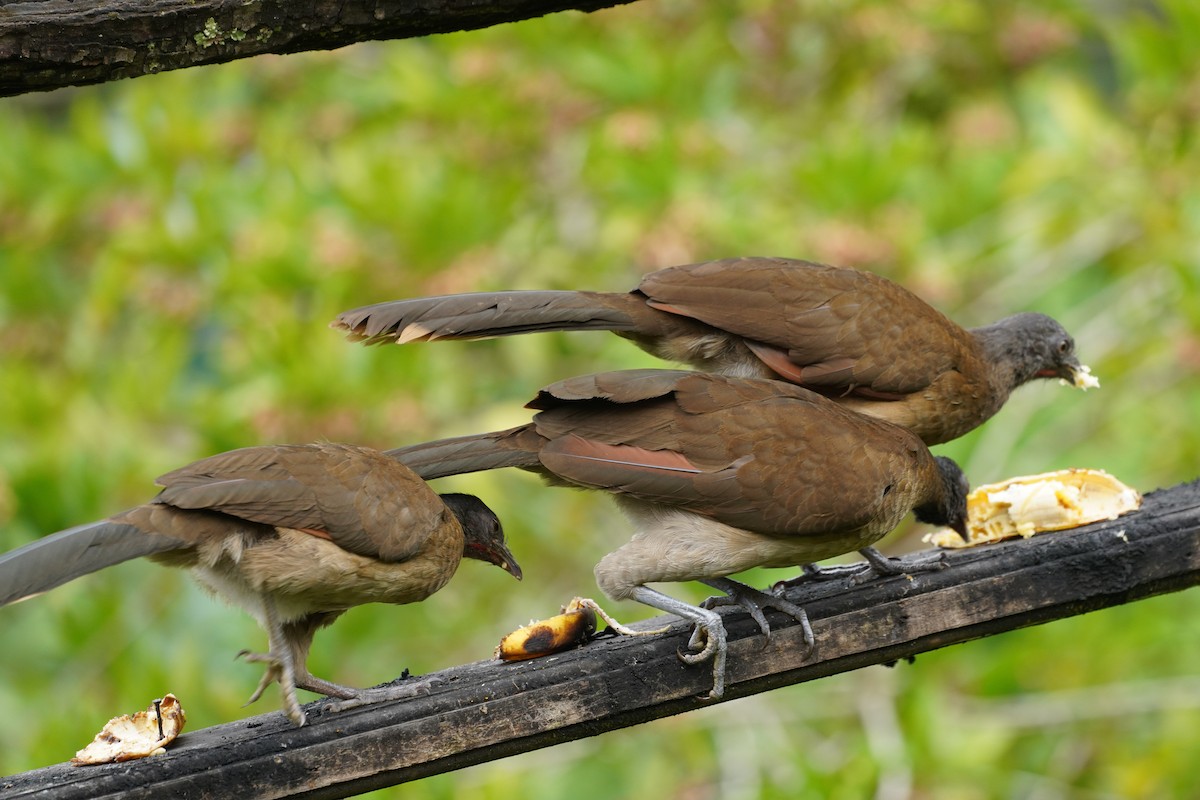 Gray-headed Chachalaca - ML647517326