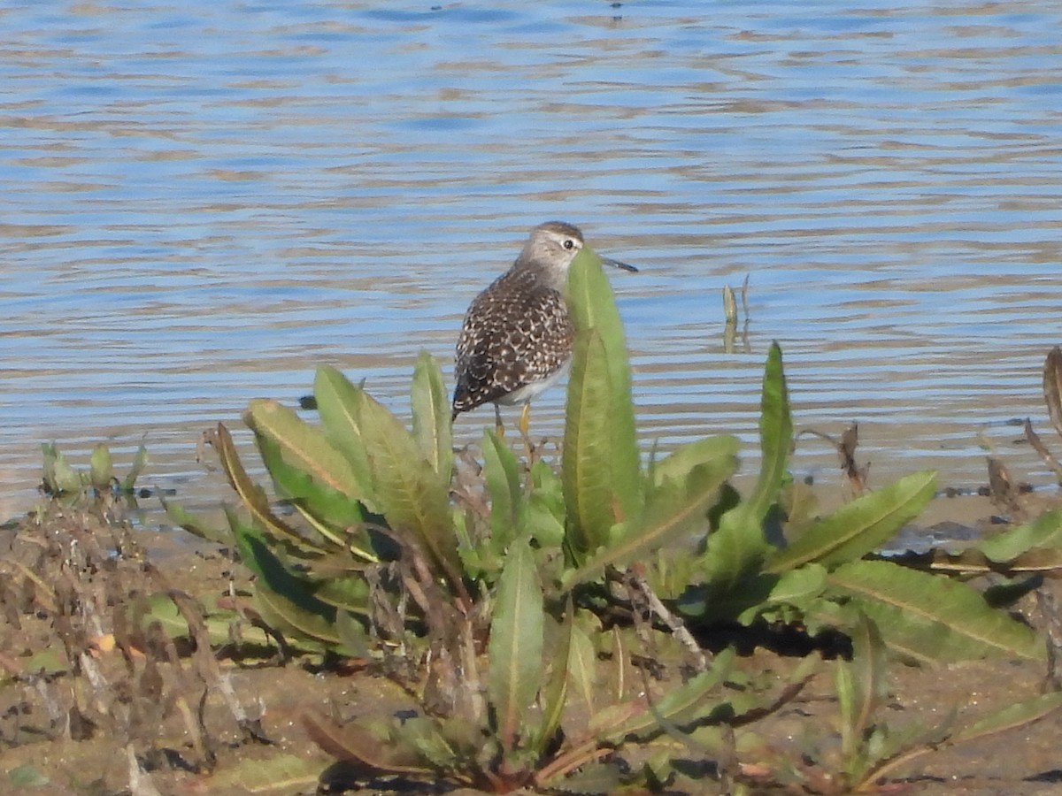 Wood Sandpiper - ML647517345