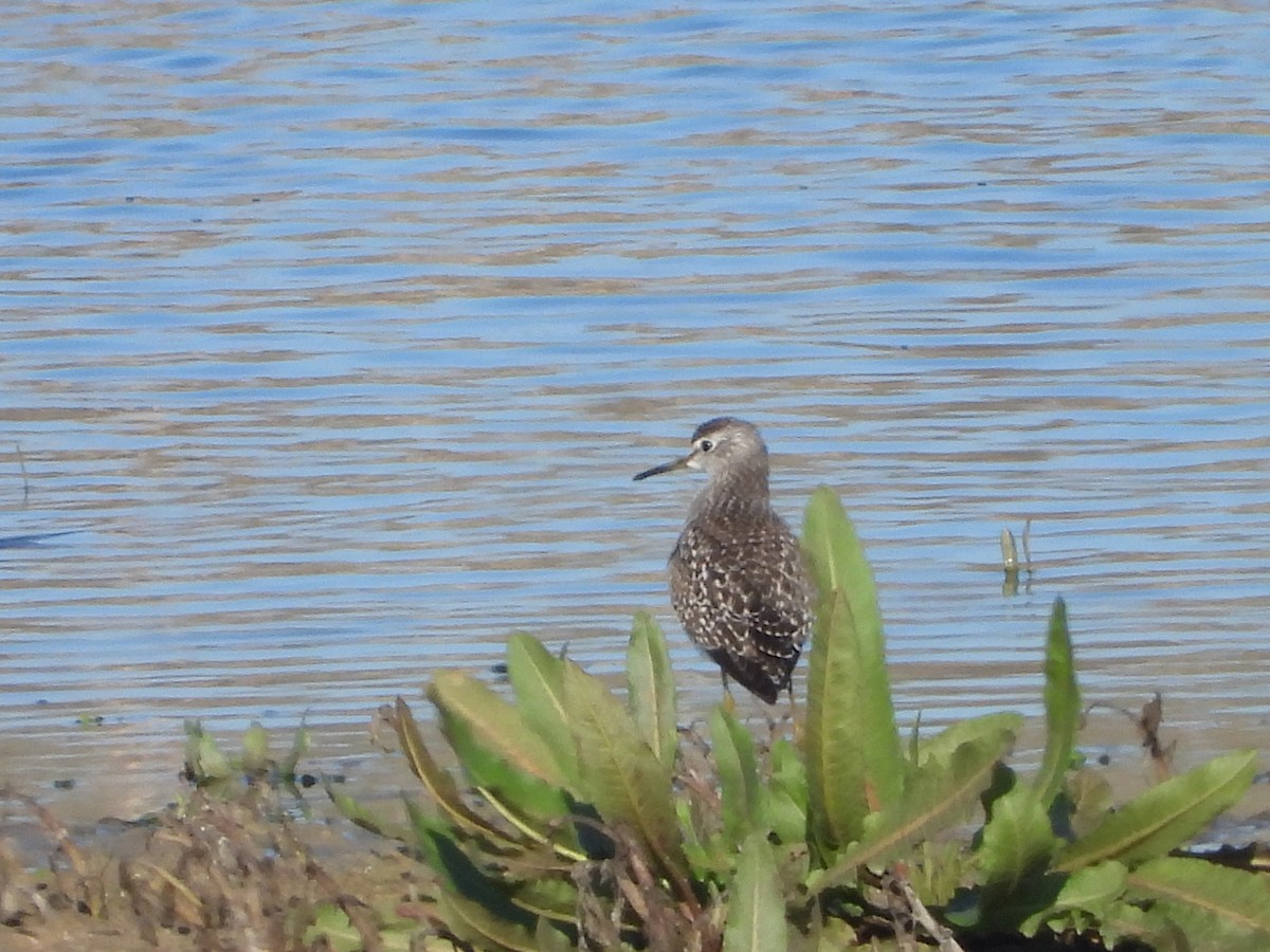 Wood Sandpiper - ML647517363