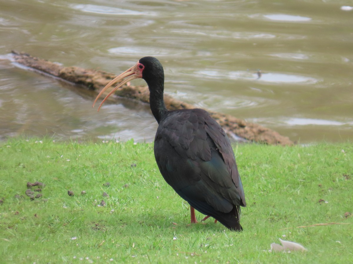 Ibis Afeitado - ML647517367