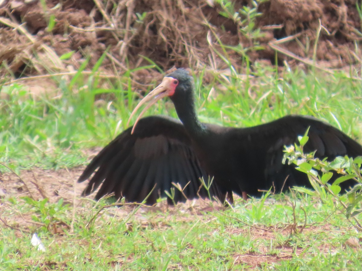 Ibis Afeitado - ML647517368