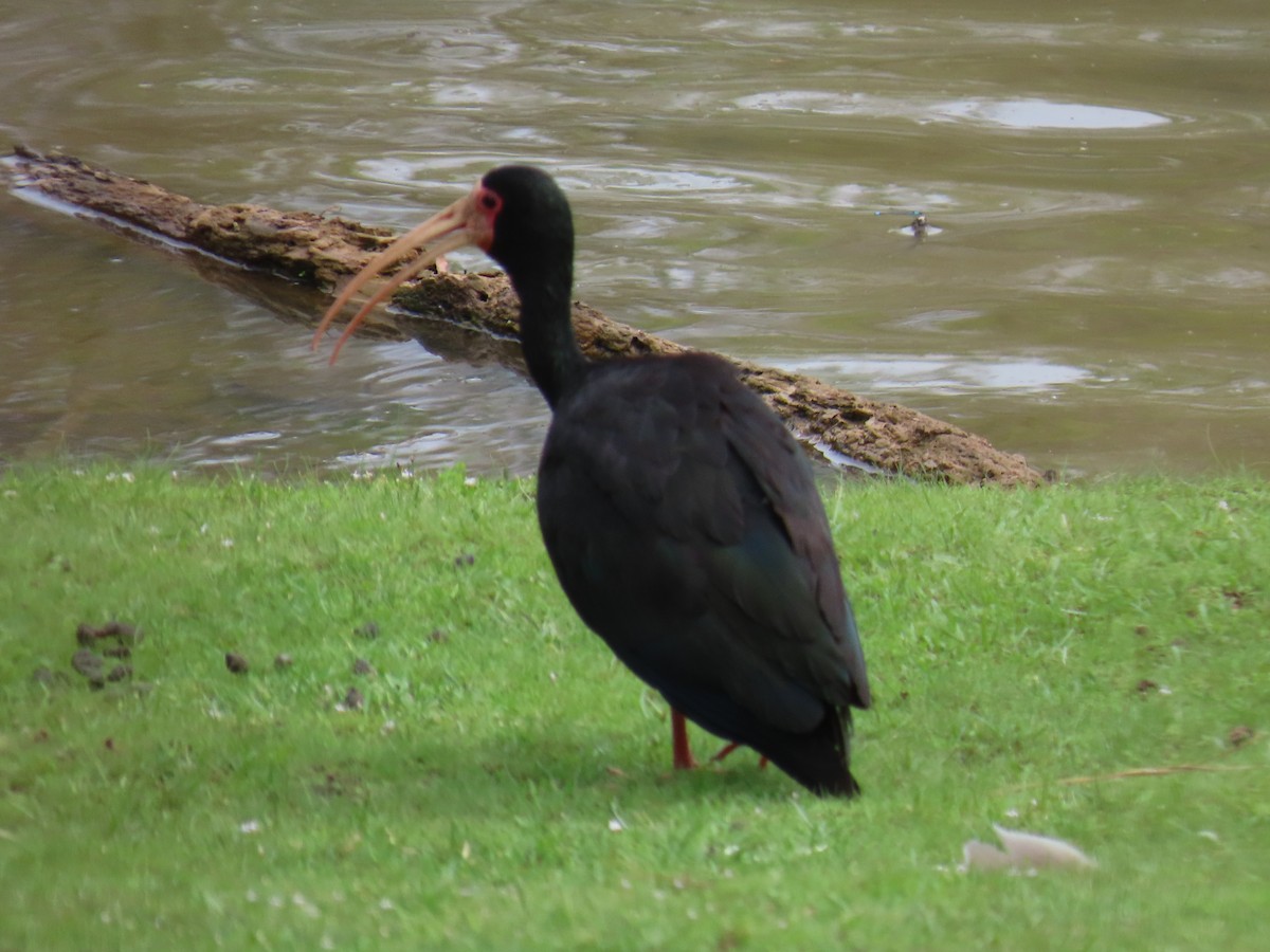 Ibis Afeitado - ML647517369
