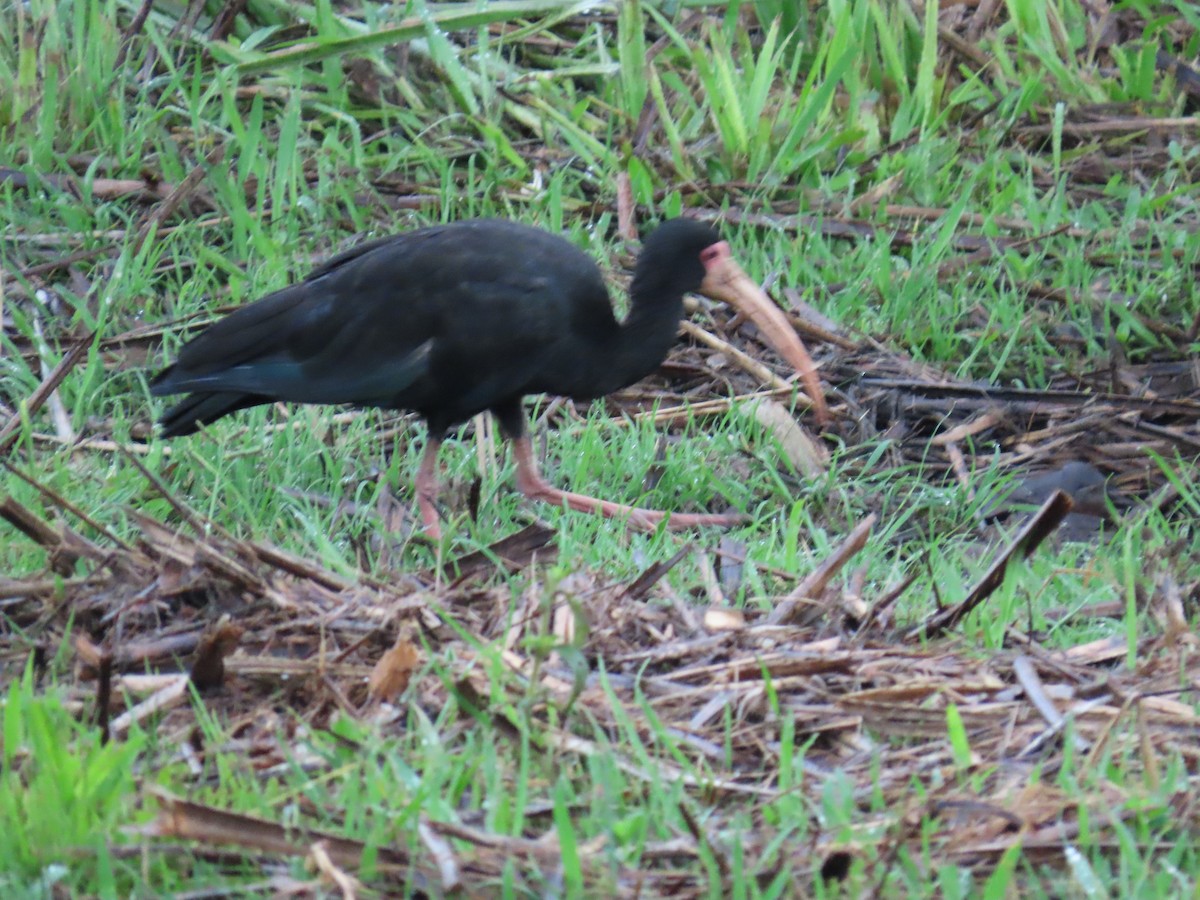 Ibis Afeitado - ML647517370