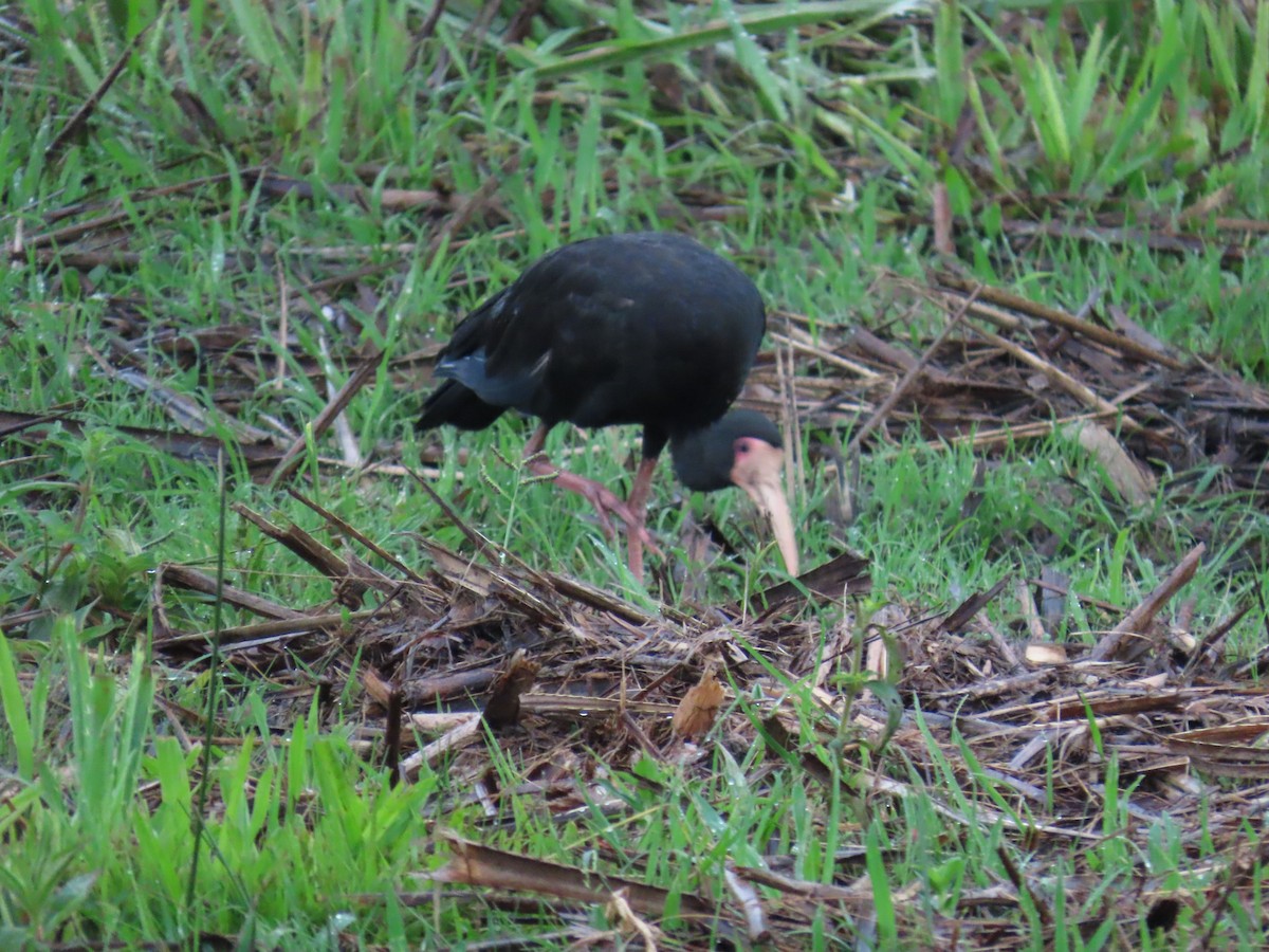 Ibis Afeitado - ML647517371