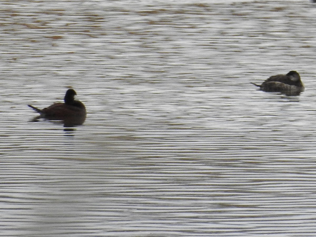 Amerika Dikkuyruğu - ML647517414