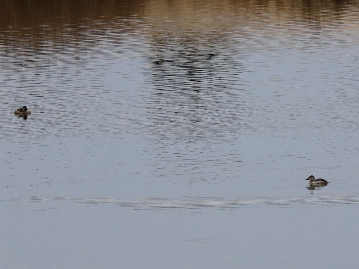 Amerika Dikkuyruğu - ML647517415