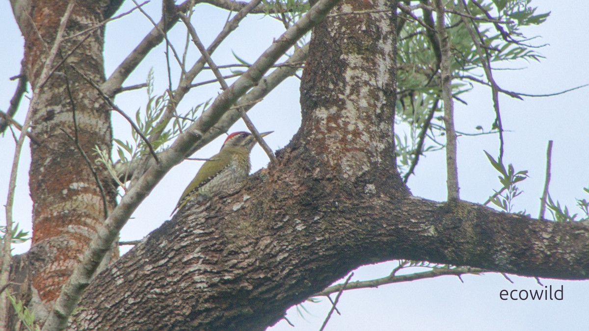 Streak-throated Woodpecker - ML647517421