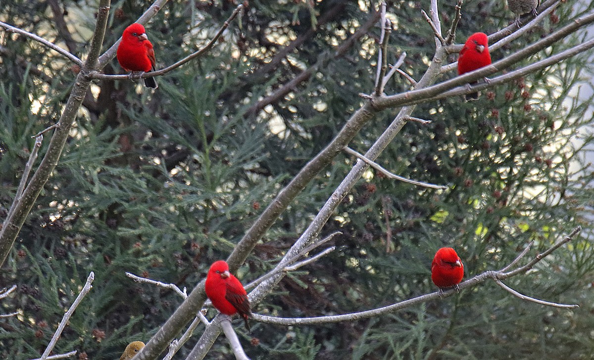 Scarlet Finch - ML647517423