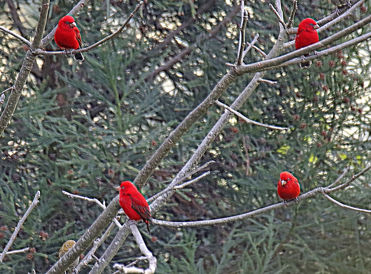 Scarlet Finch - ML647517425