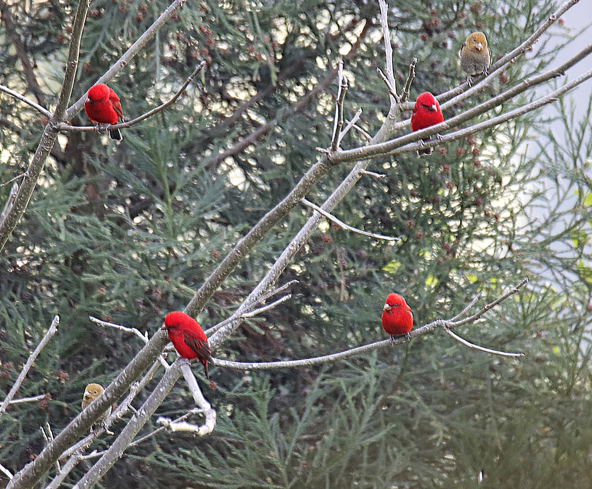 Scarlet Finch - ML647517426