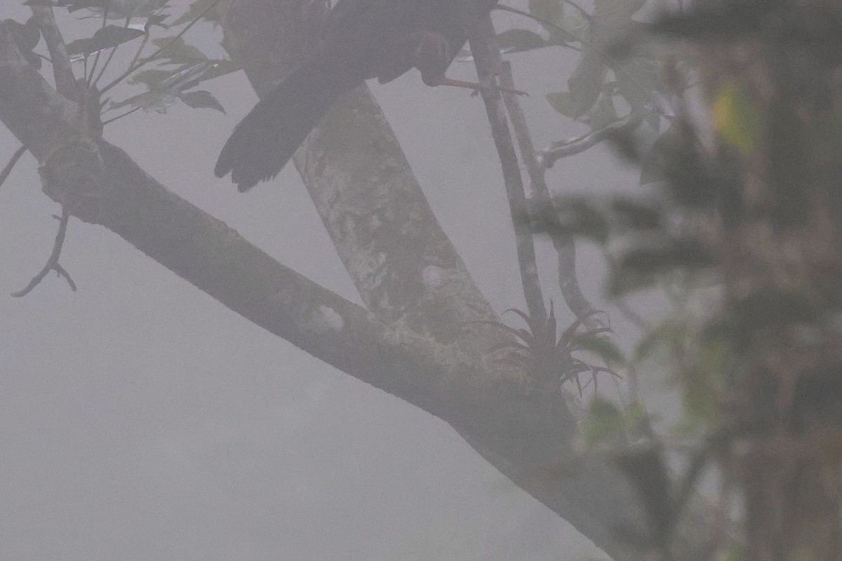 Pénélope pajuil - ML647517449