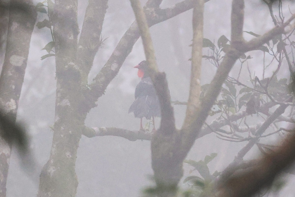 Pénélope pajuil - ML647517450