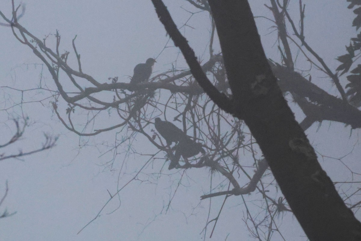 Pénélope pajuil - ML647517451