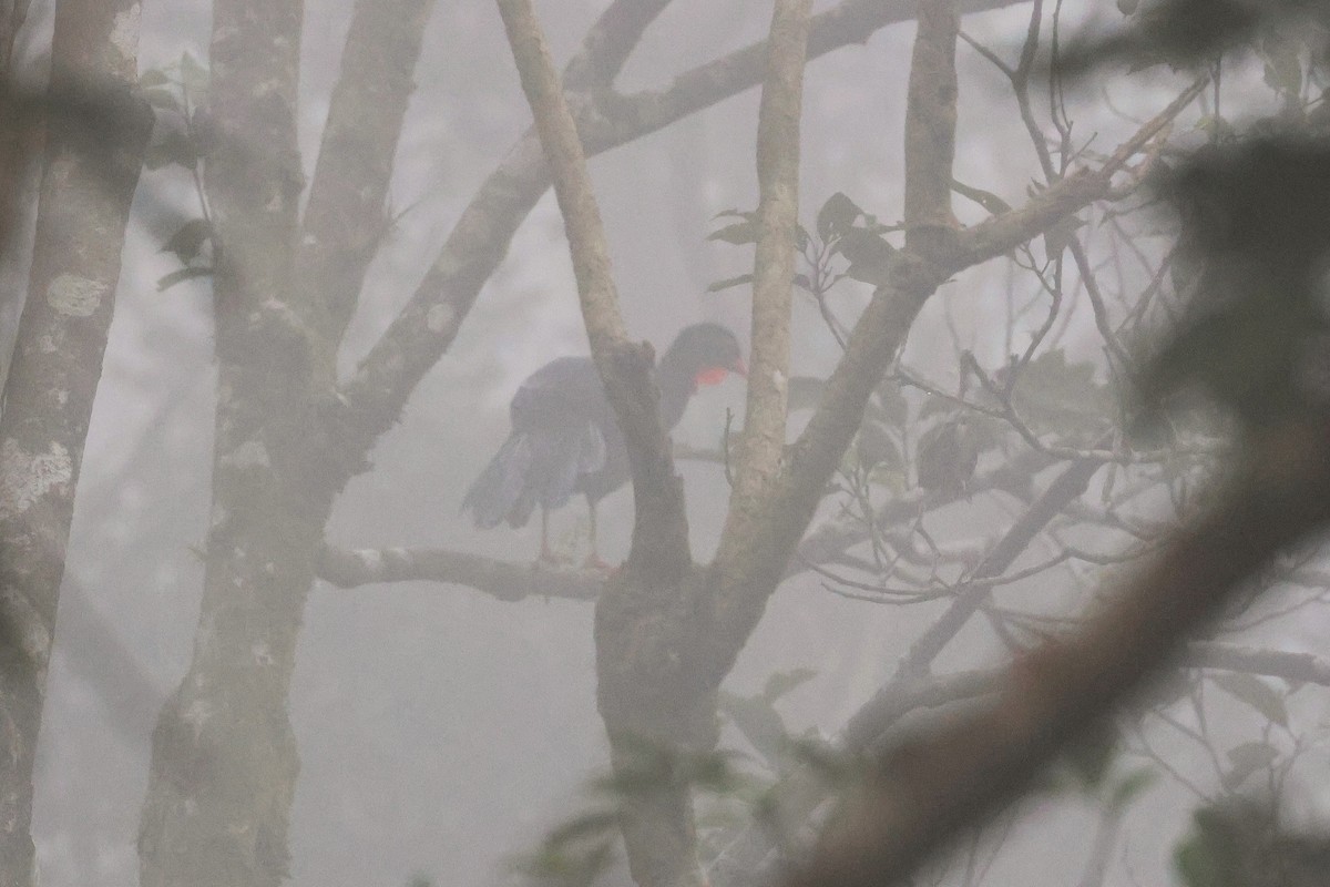 Pénélope pajuil - ML647517452