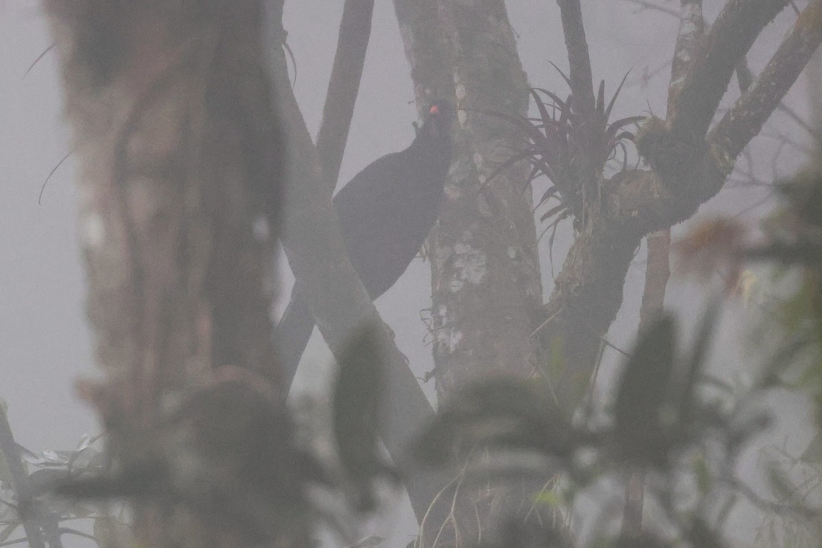 Pénélope pajuil - ML647517454