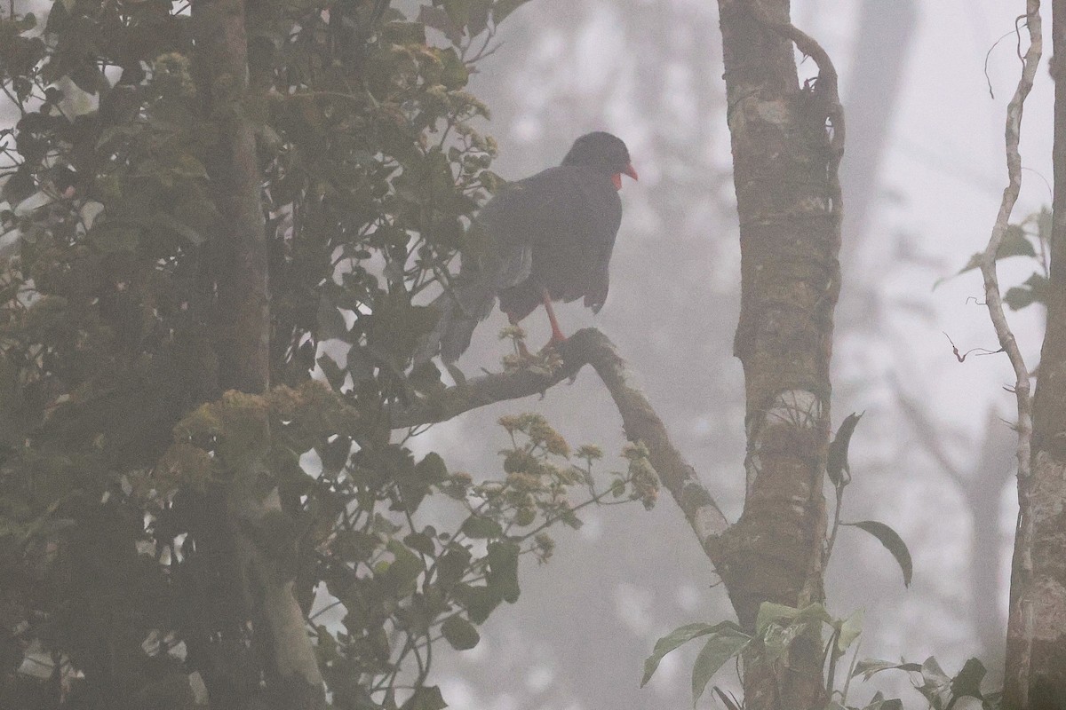 Pénélope pajuil - ML647517455