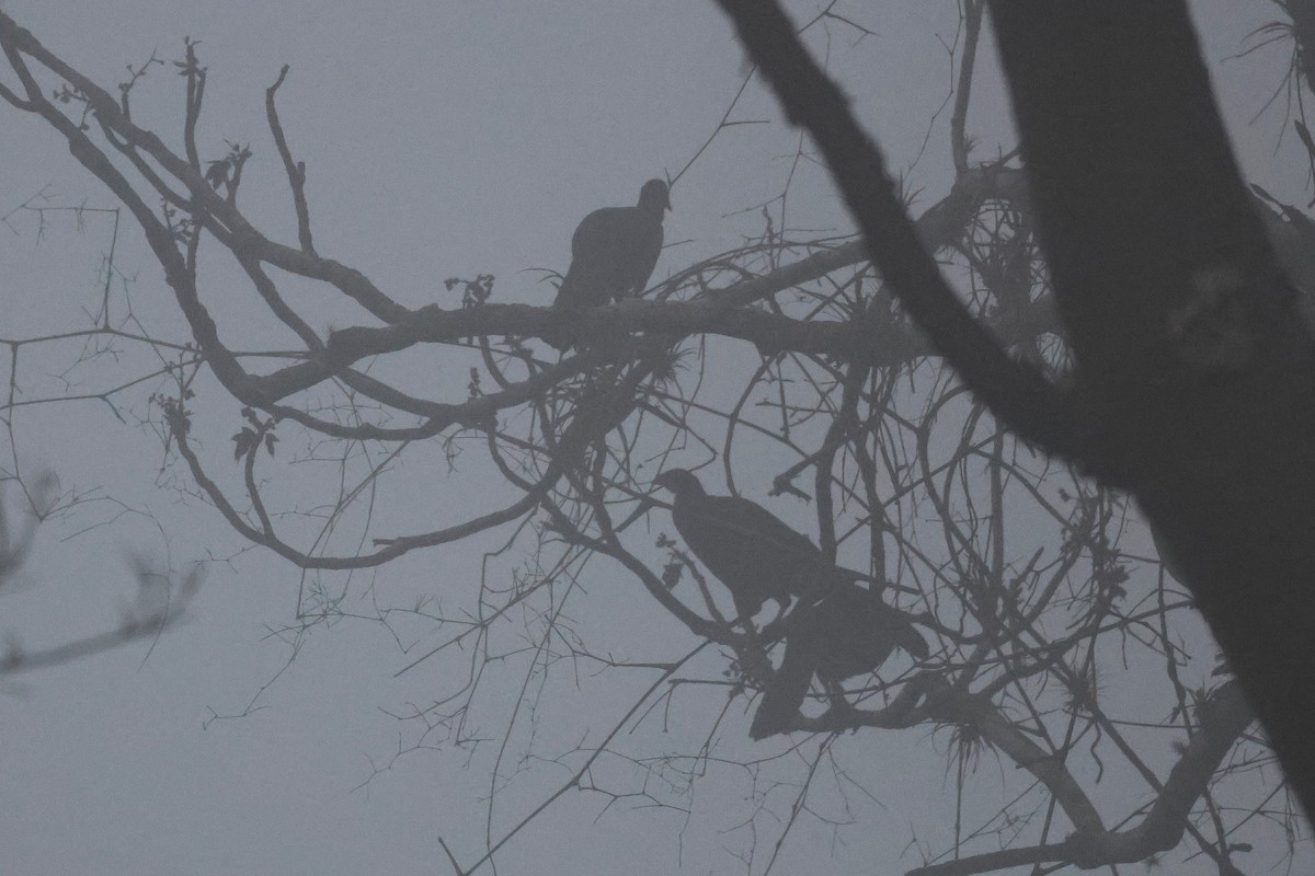 Pénélope pajuil - ML647517456