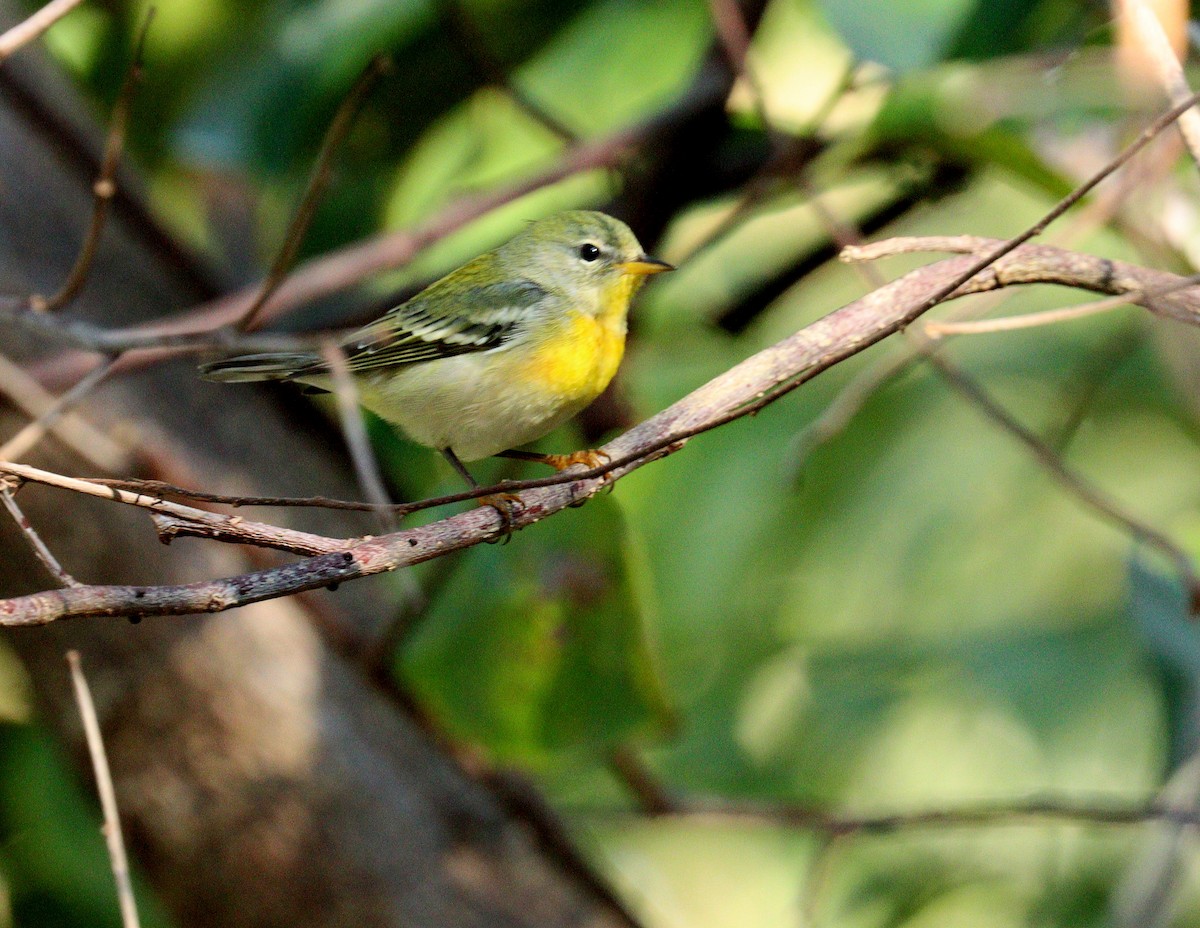 Northern Parula - ML647517472