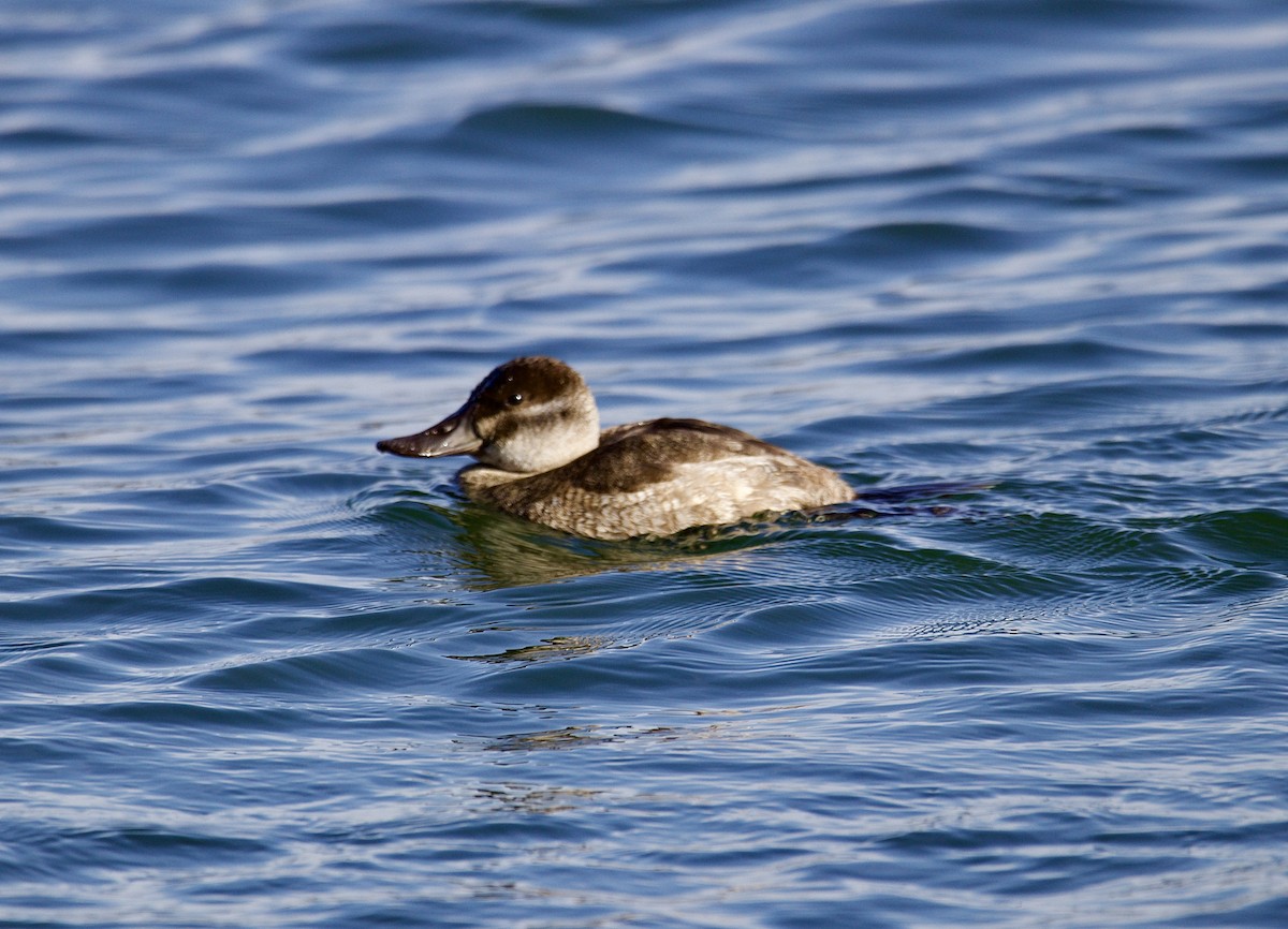 Amerika Dikkuyruğu - ML647517490