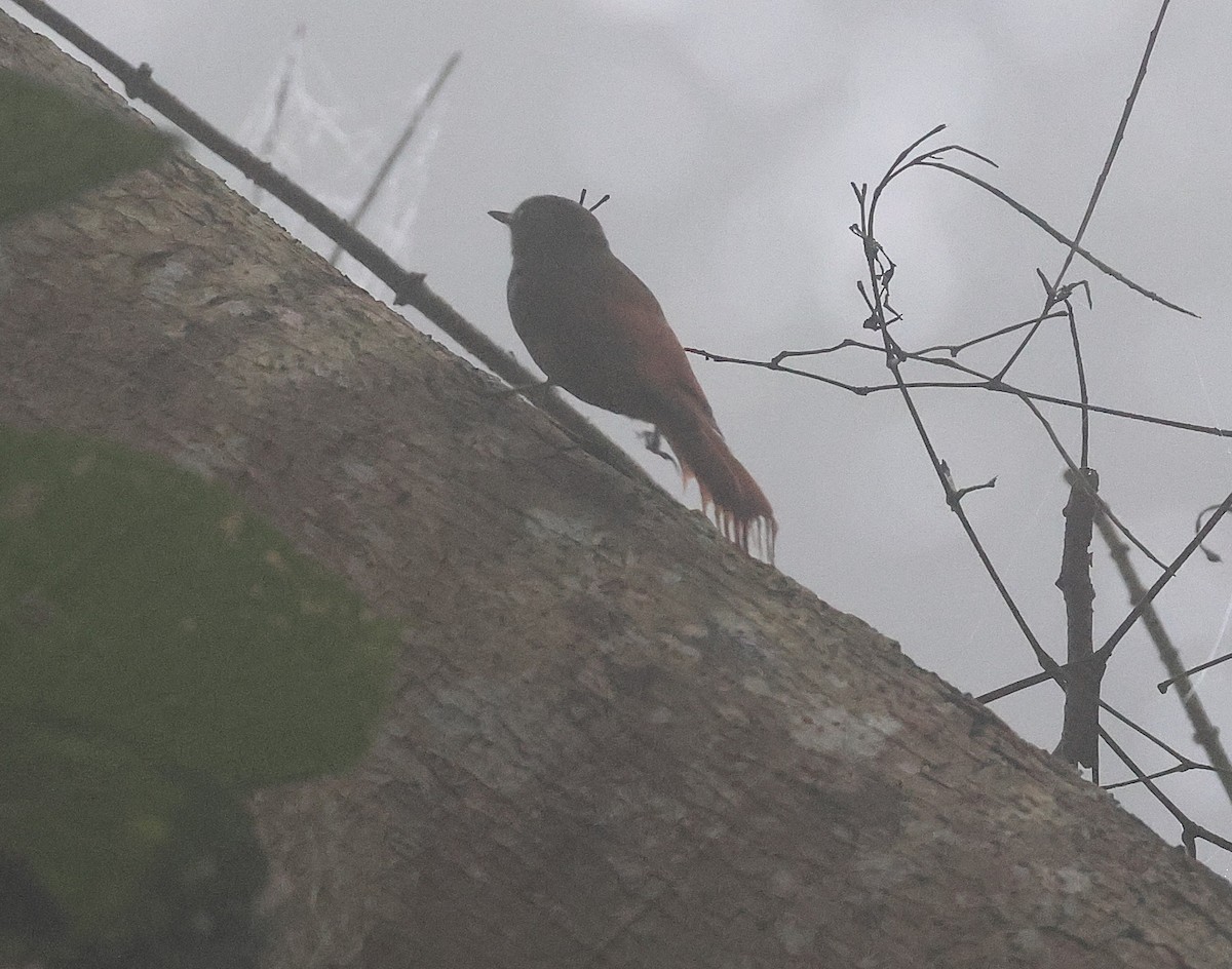 Grimpar fauvette (groupe griseus) - ML647517509