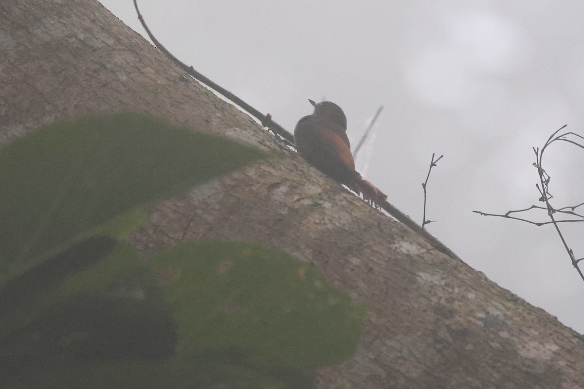 Grimpar fauvette (groupe griseus) - ML647517510