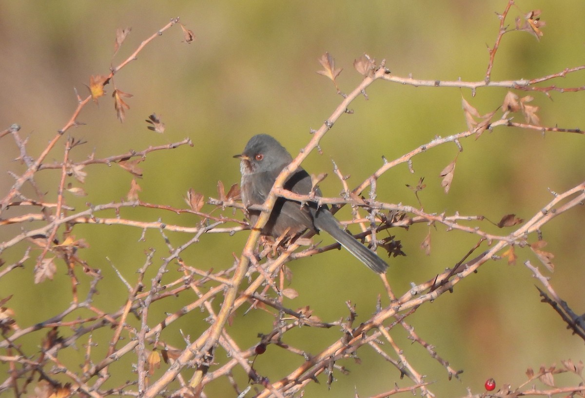 Etze-txinboa - ML647517536