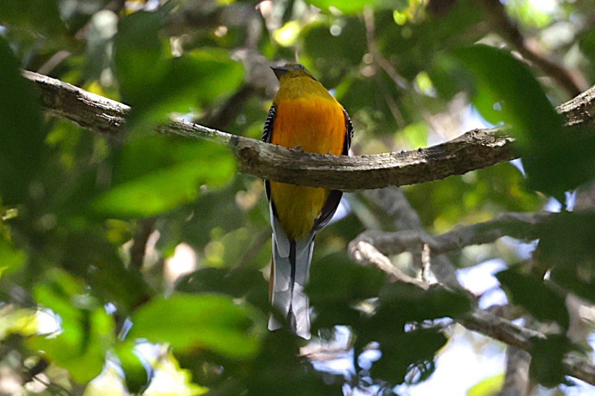 Orange-breasted Trogon - ML647517543